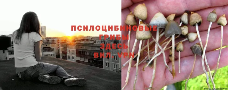 Псилоцибиновые грибы MAGIC MUSHROOMS  Губкин 